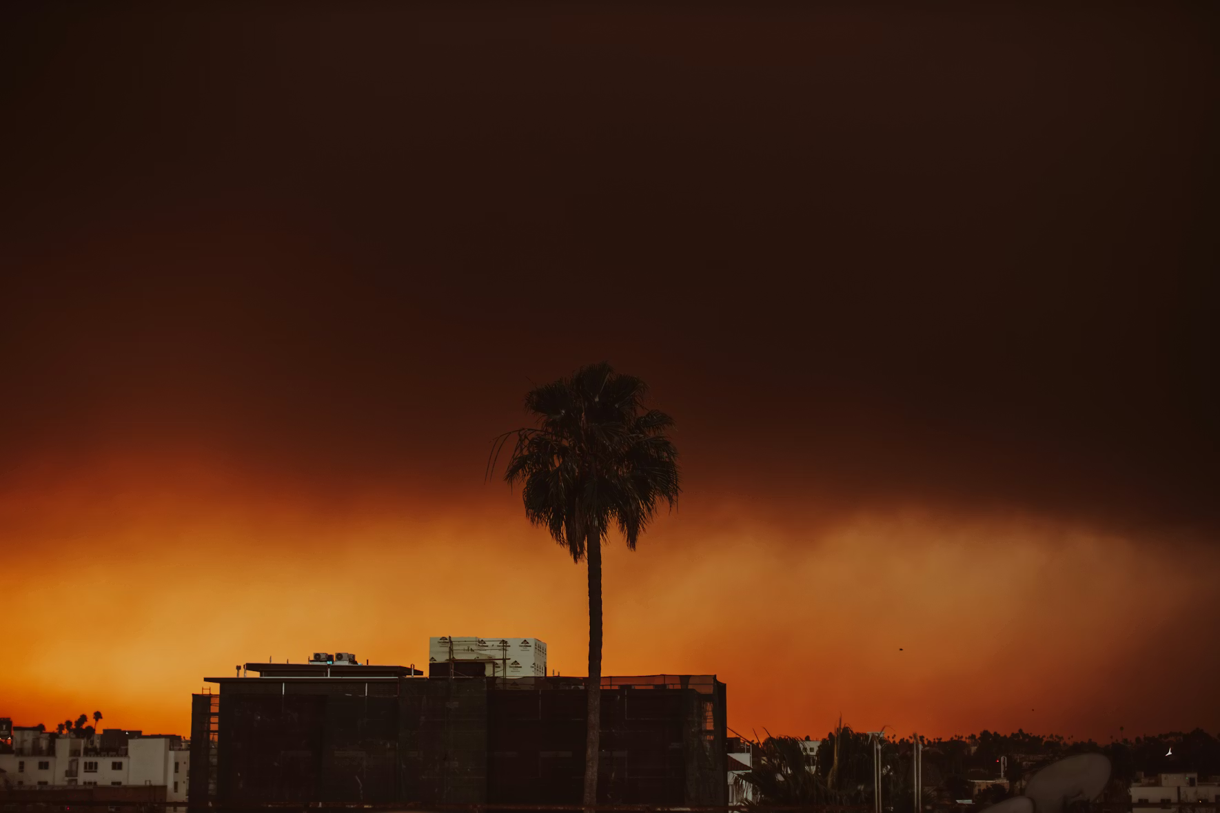A palm tree stands tall before an orange, fiery sky during a California wildfire.